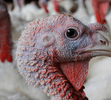Minnesota Offering $500K Grants to Farmers to Fight Bird Flu