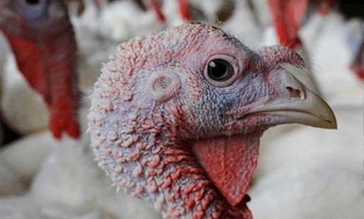 Minnesota Offering $500K Grants to Farmers to Fight Bird Flu