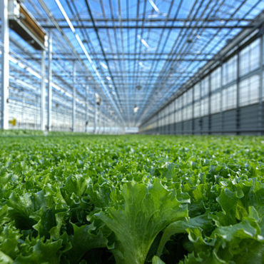 Greenhouse Lettuce Producer Revol Greens Lands $68M in Funding