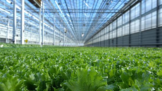Greenhouse Lettuce Producer Revol Greens Lands $68M in Funding
