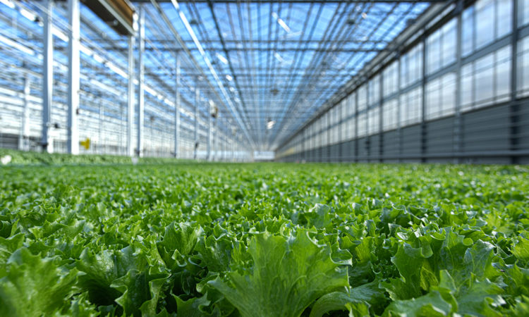 Greenhouse Lettuce Producer Revol Greens Lands $68M in Funding