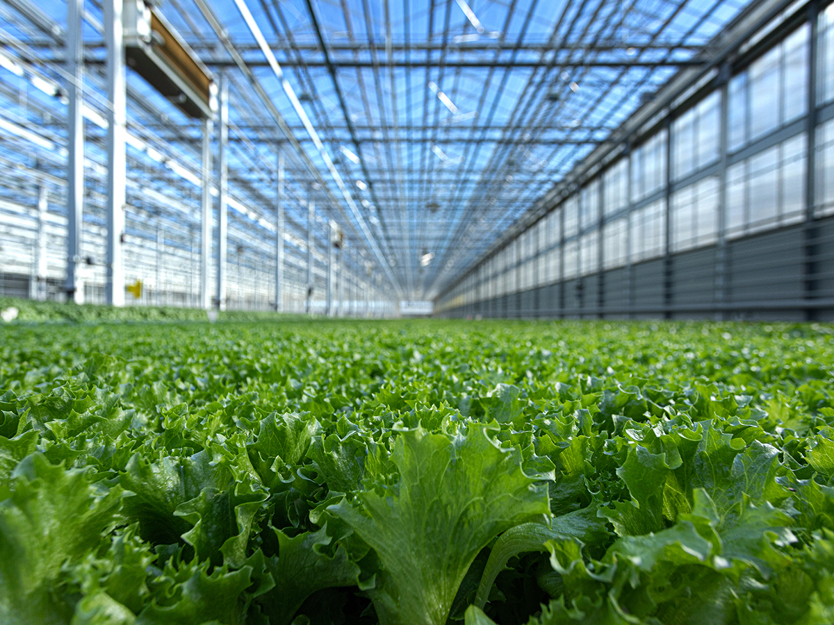Greenhouse Lettuce Producer Revol Greens Lands $68M in Funding