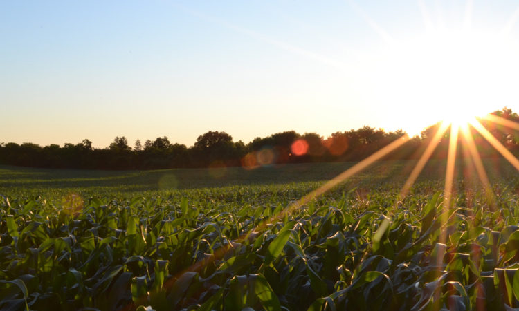 Minnesota Food and Ag Giants Refine Goals for Food Initiative