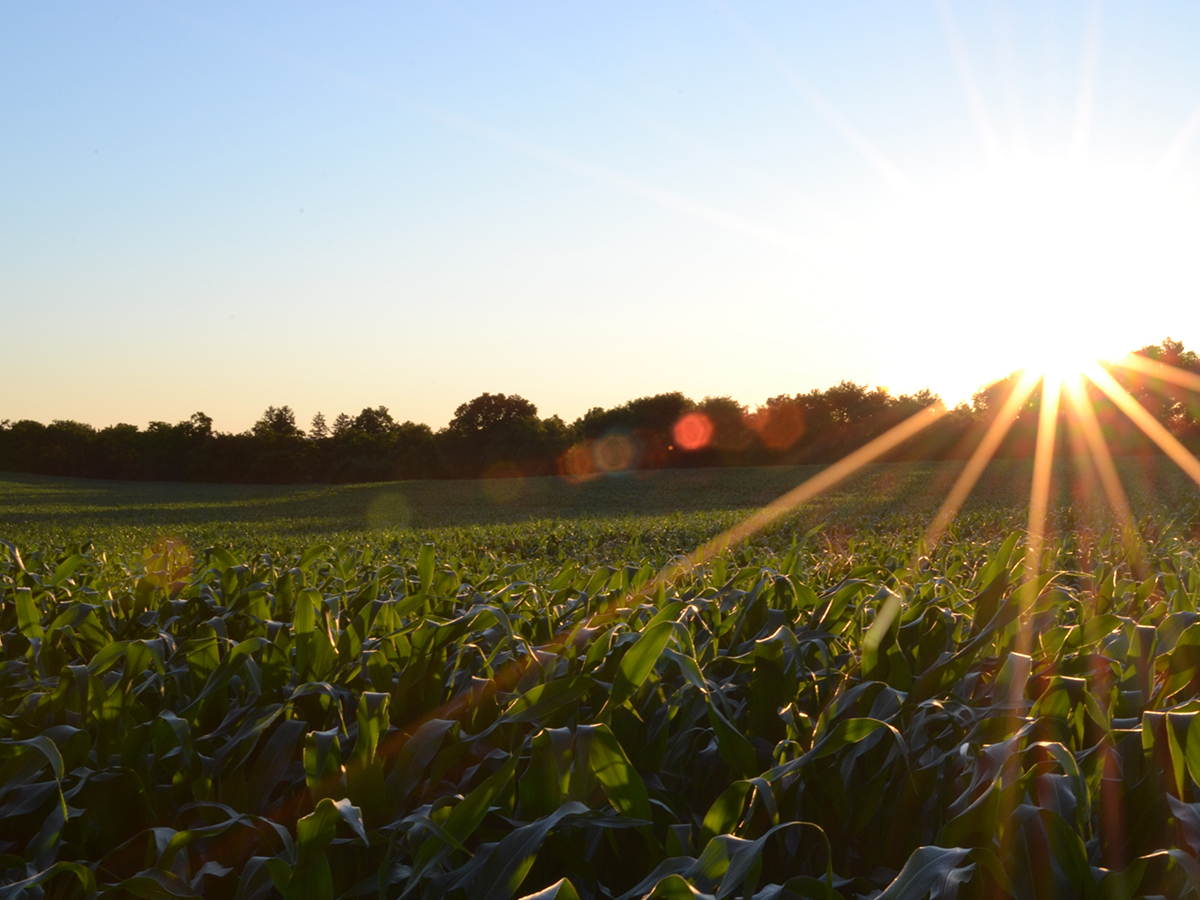 Minnesota Food and Ag Giants Refine Goals for Food Initiative
