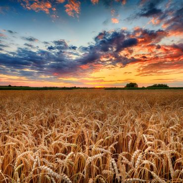 Minnesota Food and Ag Leaders Team Up For World Food Day