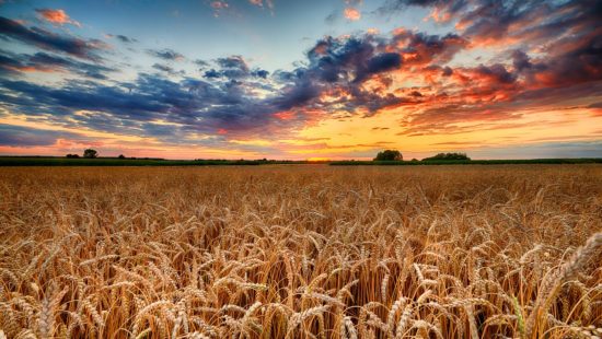 Minnesota Food and Ag Leaders Team Up For World Food Day