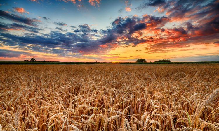 Minnesota Food and Ag Leaders Team Up For World Food Day