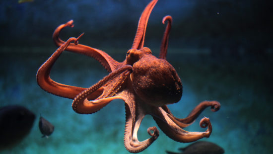 Embracing the Octopus: What 2020 Just Taught us About Work