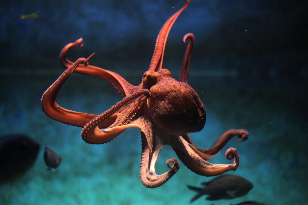 Embracing the Octopus: What 2020 Just Taught us About Work