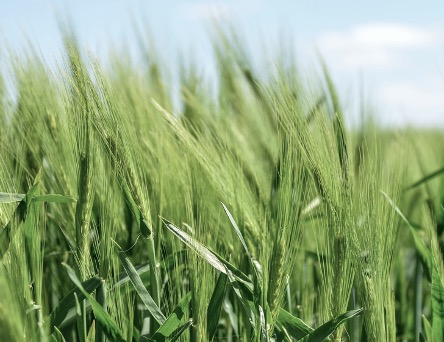 Virtual Food, Ag, Ideas Week Focuses on Minority Entrepreneurs