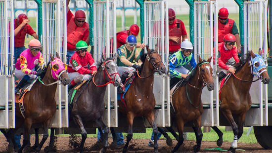 Jan Malcolm’s Horse, and Other Things to Glean Through Minnesota Financial Disclosures