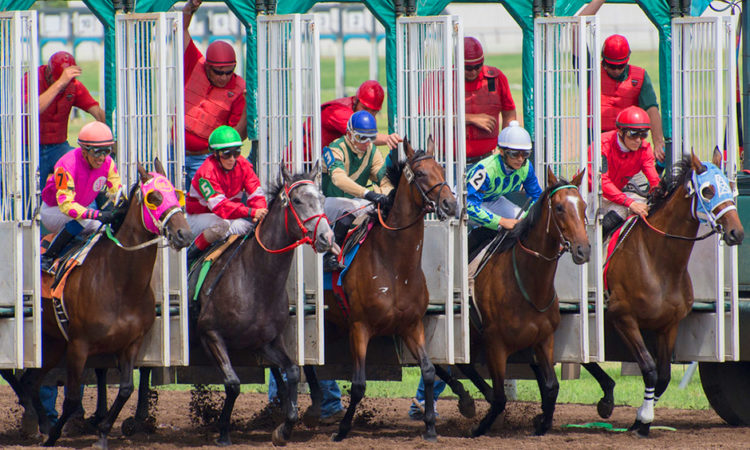 Jan Malcolm’s Horse, and Other Things to Glean Through Minnesota Financial Disclosures