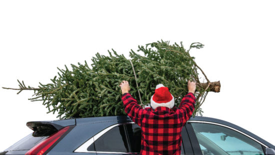 Bestsellers: Rum River Tree Farm