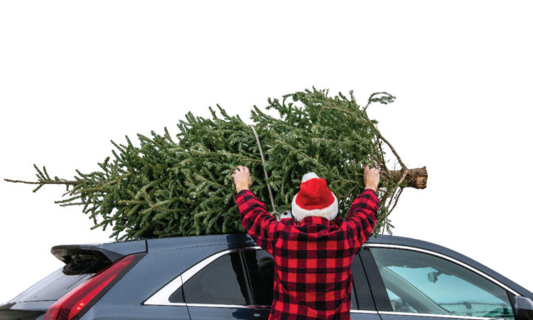 Bestsellers: Rum River Tree Farm