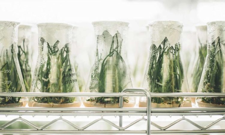 Hormel Backs Alternative Meat VC Fund