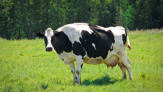 Minnesota Dairy Farmers Get a Small Win in Trade Ruling Against Canada
