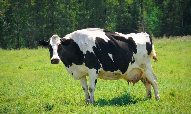 Minnesota Dairy Farmers Get a Small Win in Trade Ruling Against Canada