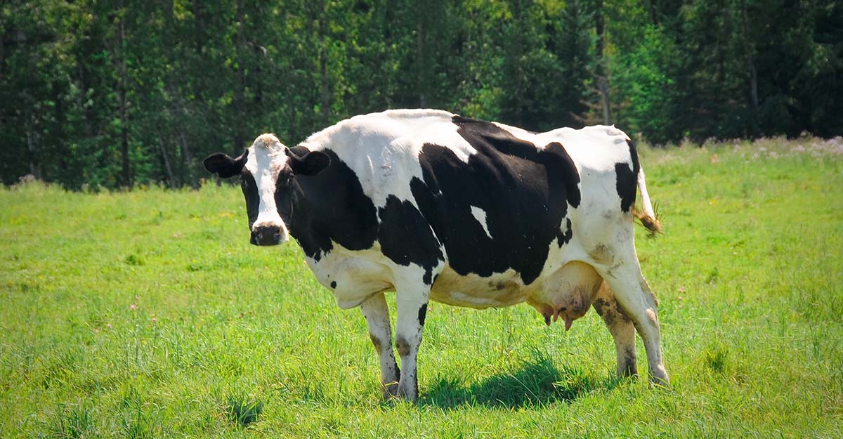 Minnesota Dairy Farmers Get a Small Win in Trade Ruling Against Canada