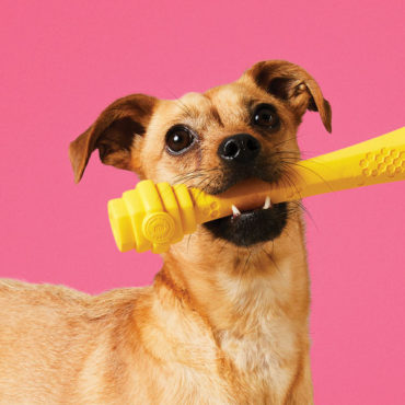 Six Startups Inspired by Dogs