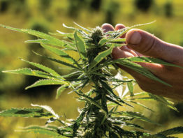 hand holding a hemp plant