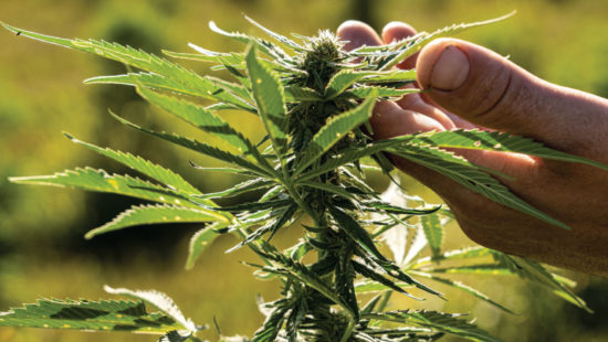 Hemp Heyday for Minnesota Farmers?