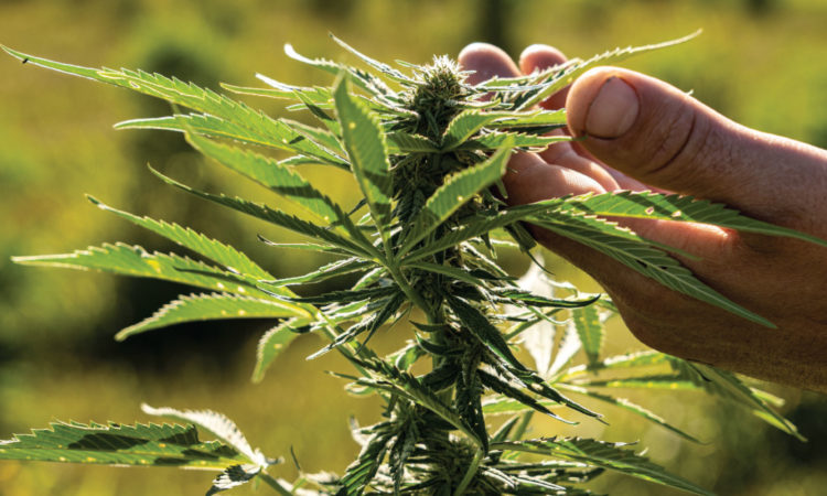 Hemp Heyday for Minnesota Farmers?