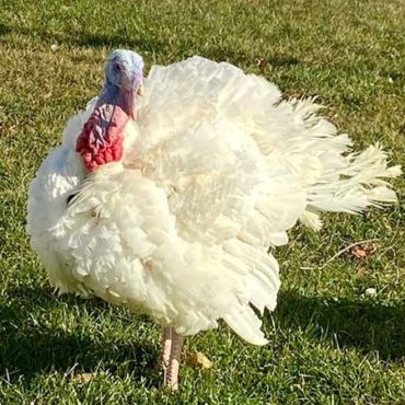 Bird Flu Means New Reality for Minnesota Turkey Farmers