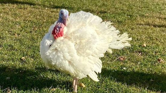 Bird Flu Means New Reality for Minnesota Turkey Farmers