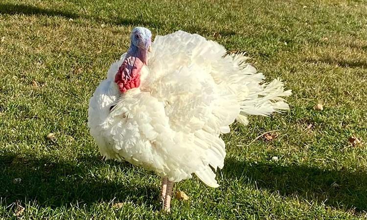 Bird Flu Means New Reality for Minnesota Turkey Farmers