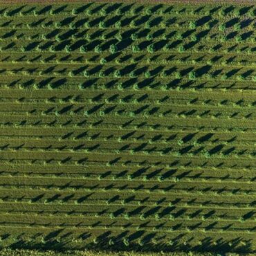 A Cautionary Tale on the Legal Cannabis Market