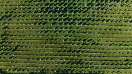 A Cautionary Tale on the Legal Cannabis Market