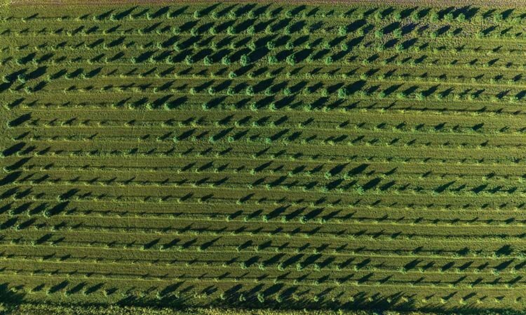 A Cautionary Tale on the Legal Cannabis Market