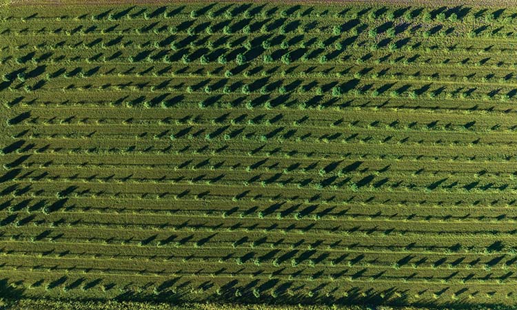 A Cautionary Tale on the Legal Cannabis Market