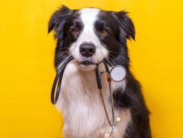 A Border Collie holding stethoscope in mouth in front of a yellow background