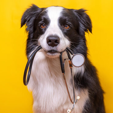 Nonprofits Bolster Pet Ecosystem