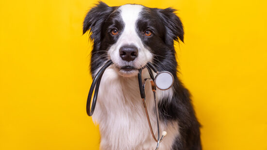 Nonprofits Bolster Pet Ecosystem