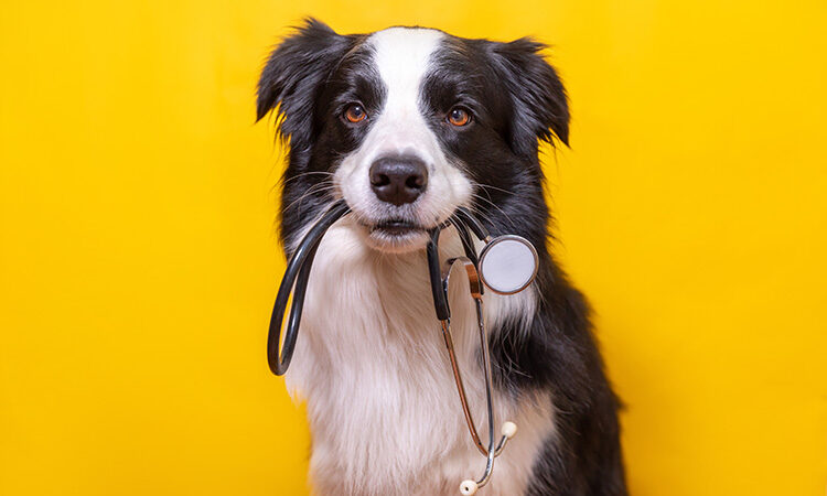 Nonprofits Bolster Pet Ecosystem