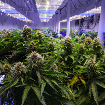 How The Senate and House Marijuana Bills Differ