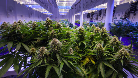 How The Senate and House Marijuana Bills Differ