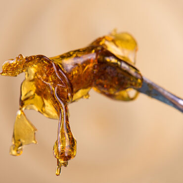 How Minnesota’s Cannabis Law Aims to Curb Hash Oil Explosions