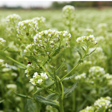 Cargill Gives U of M $2.5M to Study New Oilseed Crops