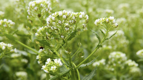 Cargill Gives U of M $2.5M to Study New Oilseed Crops