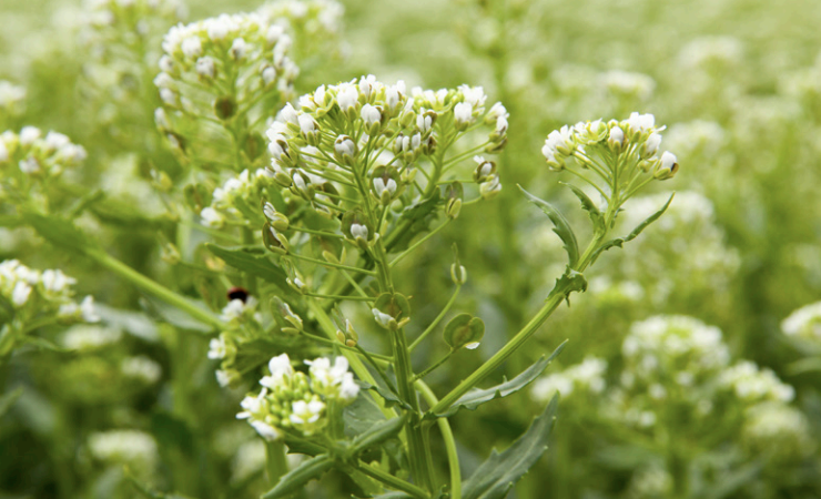 Cargill Gives U of M $2.5M to Study New Oilseed Crops