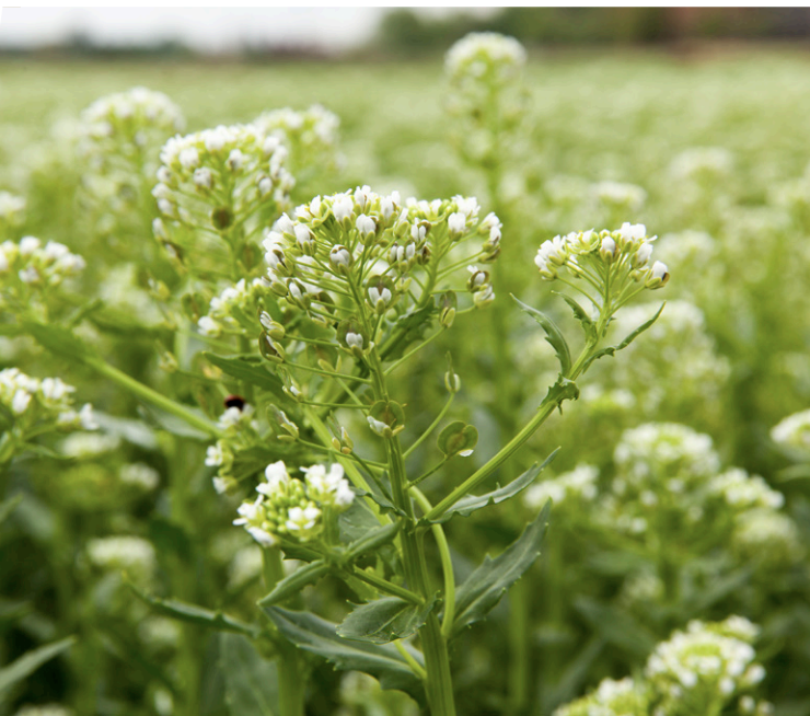 Cargill Gives U of M $2.5M to Study New Oilseed Crops