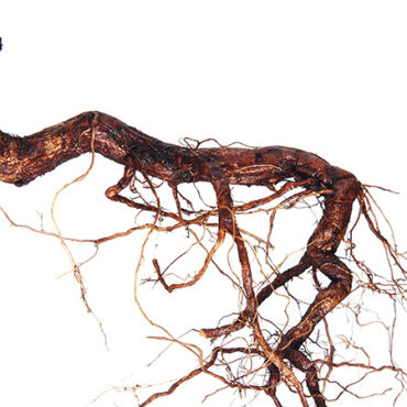 For Challenging Times, DEI Is The Anchor