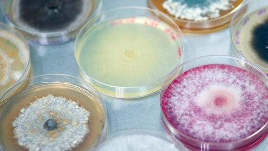 Startup Snapshot: Jord BioScience