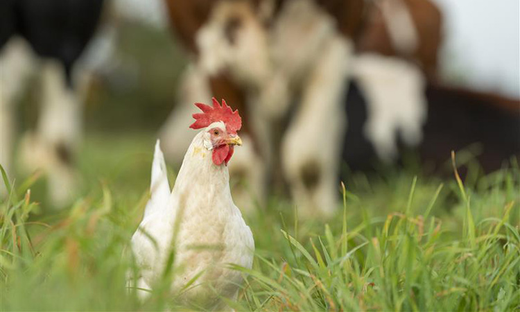 Organic Valley leaders say their flocks of egg-laying hens are smaller and less susceptible to disease spread.
