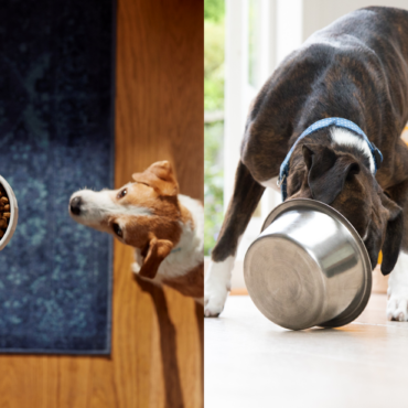 General Mills Capitalizes on ‘Pet Parent’ Market