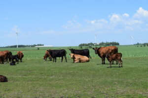 Cows sit on a Minnesota field.