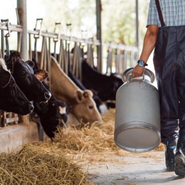 Farm Labor Uncertainty Grows as Federal Agents Withdraw from Minnesota